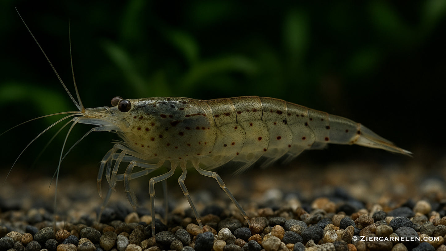 Amano Garnele - Caridina multidentata - Yamato Garnele "Größe M"