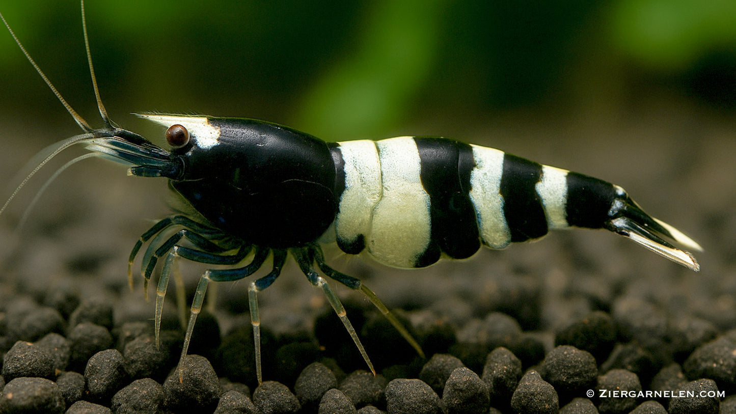 Black Bee Garnele – Caridina logemanni