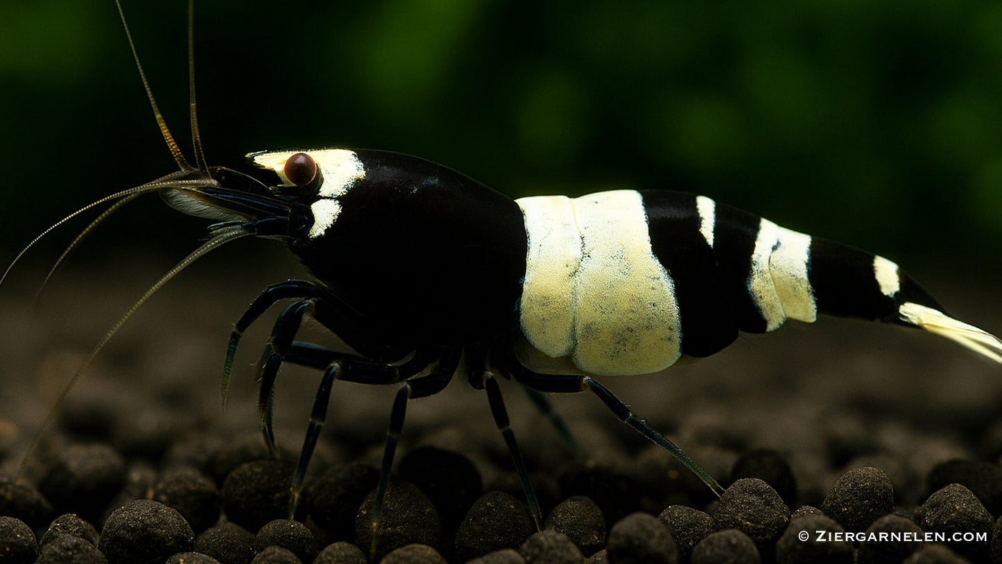 Black Panda Garnele – Caridina spec. "Black Panda"