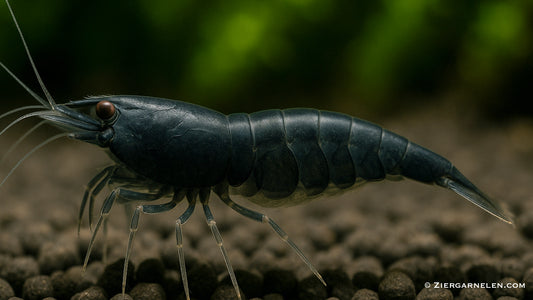 Black Sakura Garnele – Neocaridina davidi