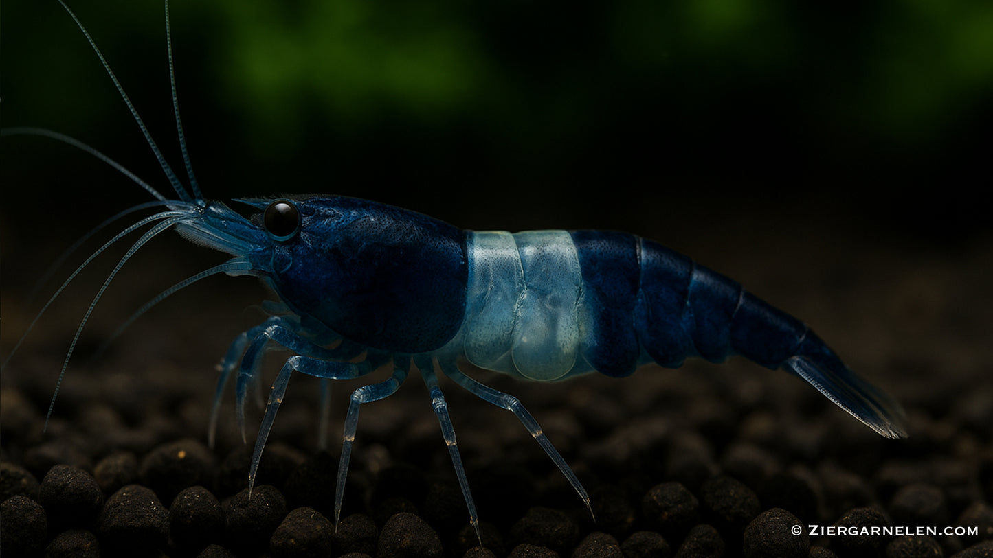 Blue/Black Rili Garnele – Neocaridina davidi "Blue Carbon Rili"