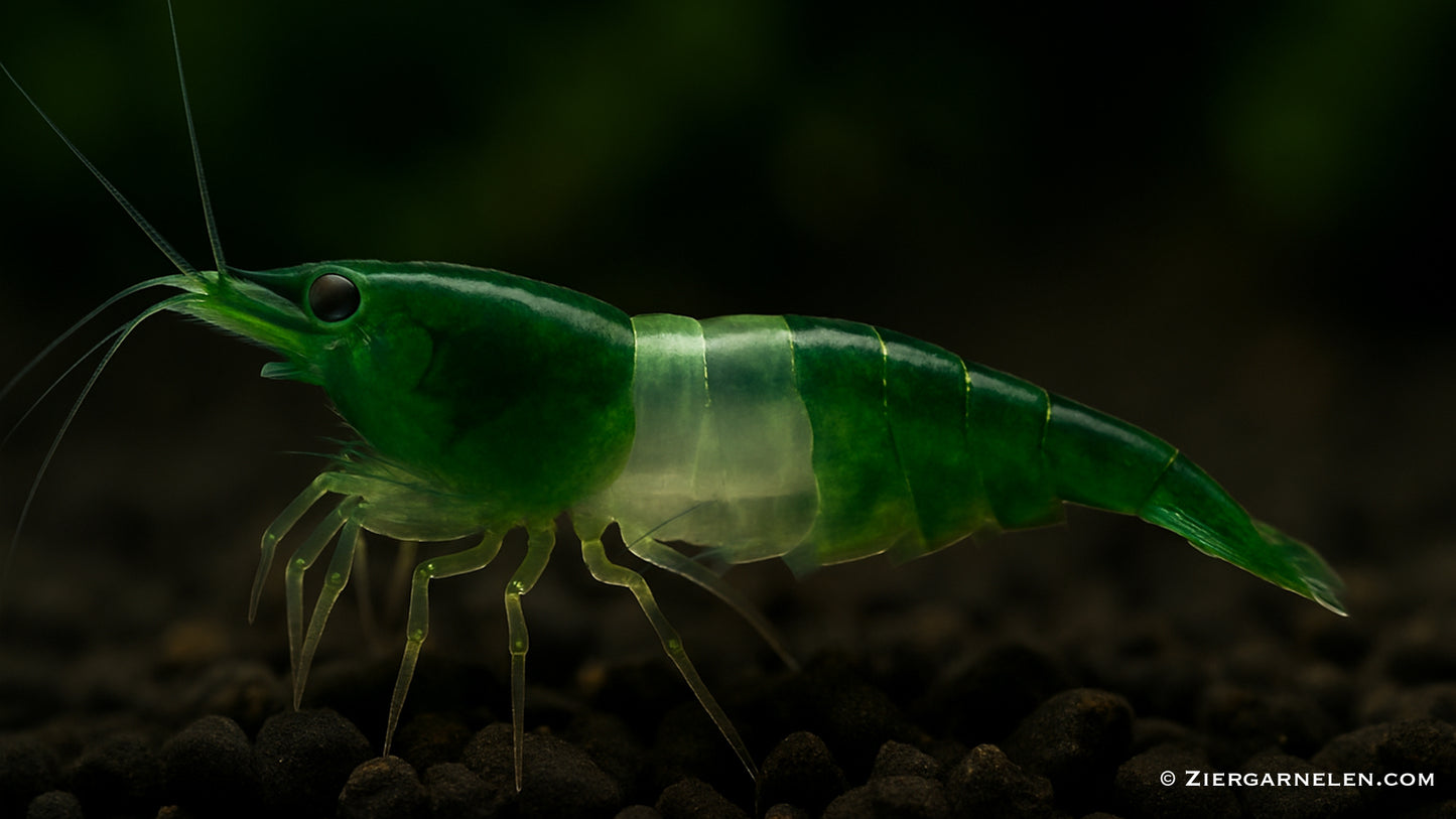 Green Rili Garnele – Neocaridina davidi