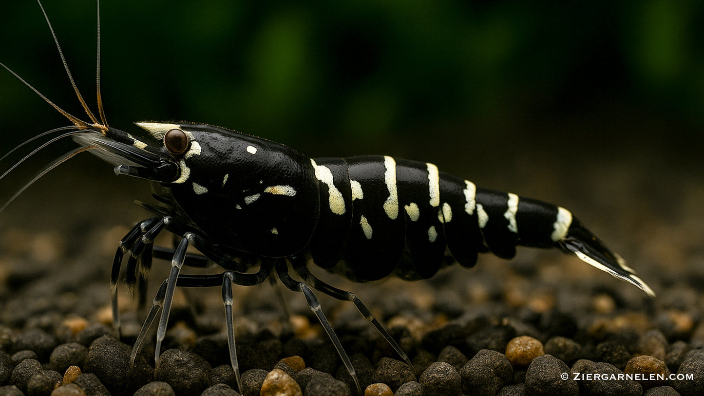 Schwarze Galaxy Fishbone Garnele – Caridina sp.