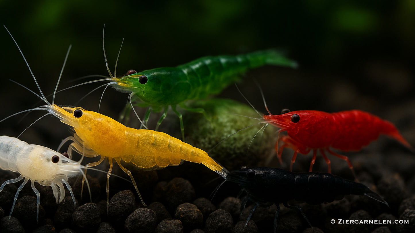 Garnelen Mix – Neocaridina davidi