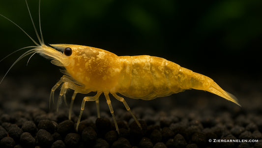 Jinsha Garnele – Neocaridina davidi