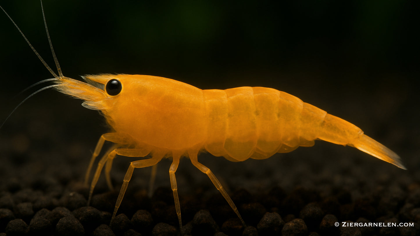 Orange Fire Garnele - Neocaridina davidi