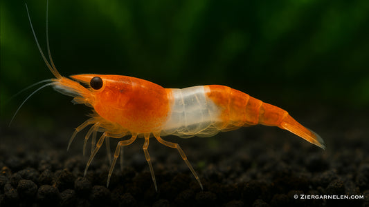 Orange Rili Sakura Garnele – Neocaridina davidi "Orange Rili"