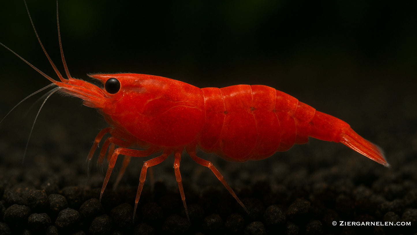 Red Sakura Garnele – Neocaridina davidi "Red Sakura"