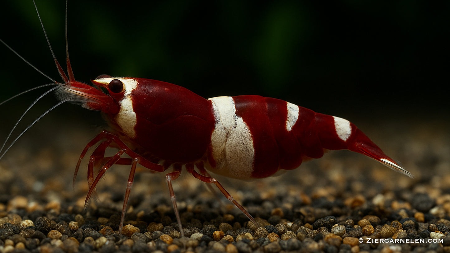 Red Wine Garnele – Caridina spec. "Red Wine"