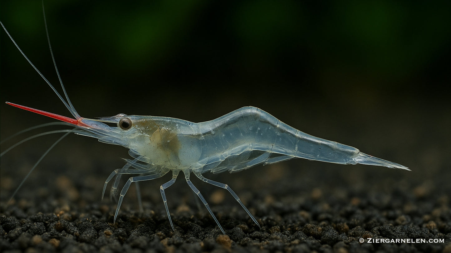 Rote Nashorngarnele – Caridina gracilirostris