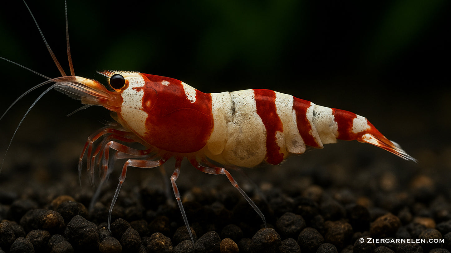 Red Fancy Tiger Garnele – Caridina sp.