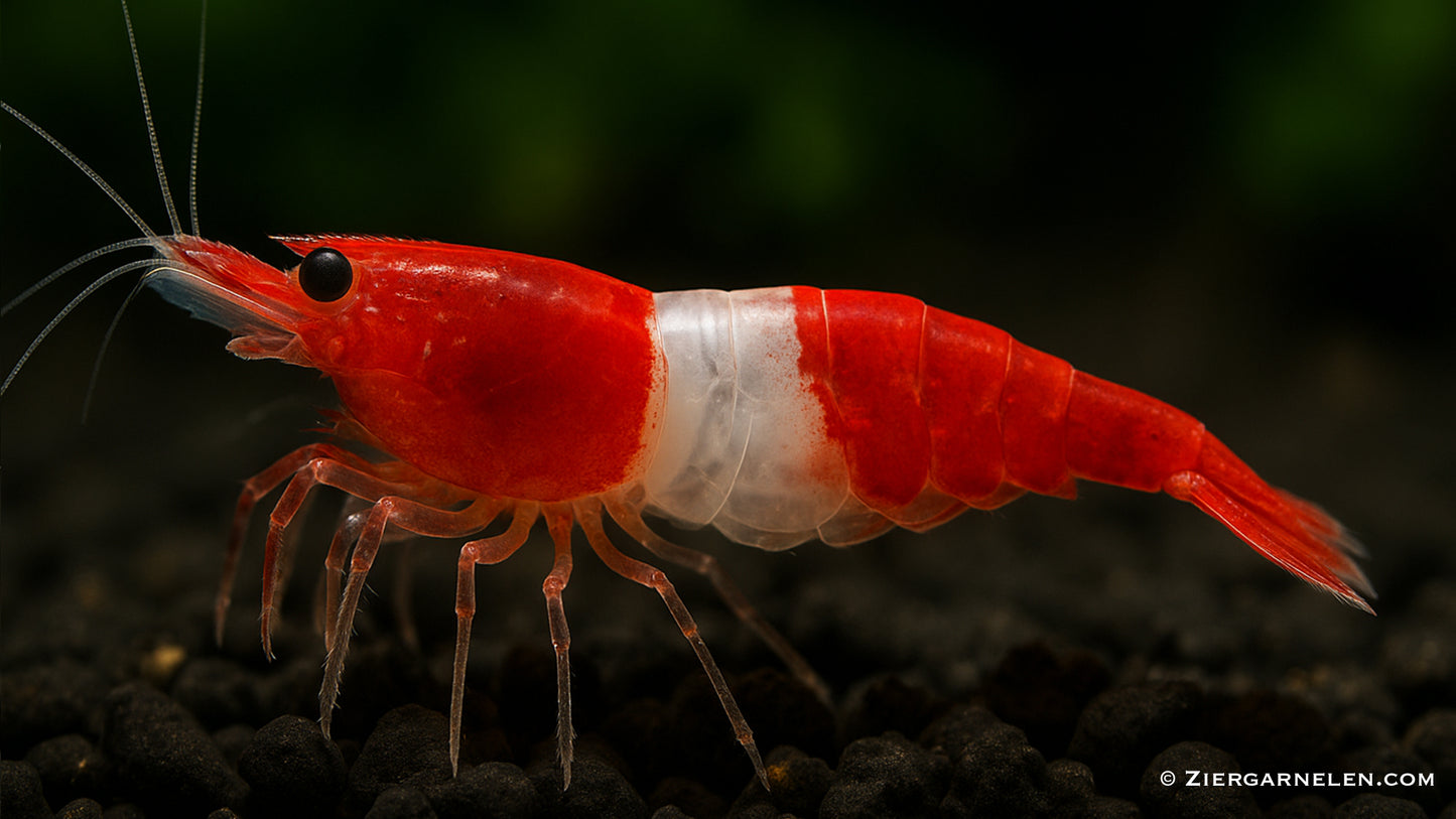 Red Rili Garnele – Neocaridina davidi "Red Rili"