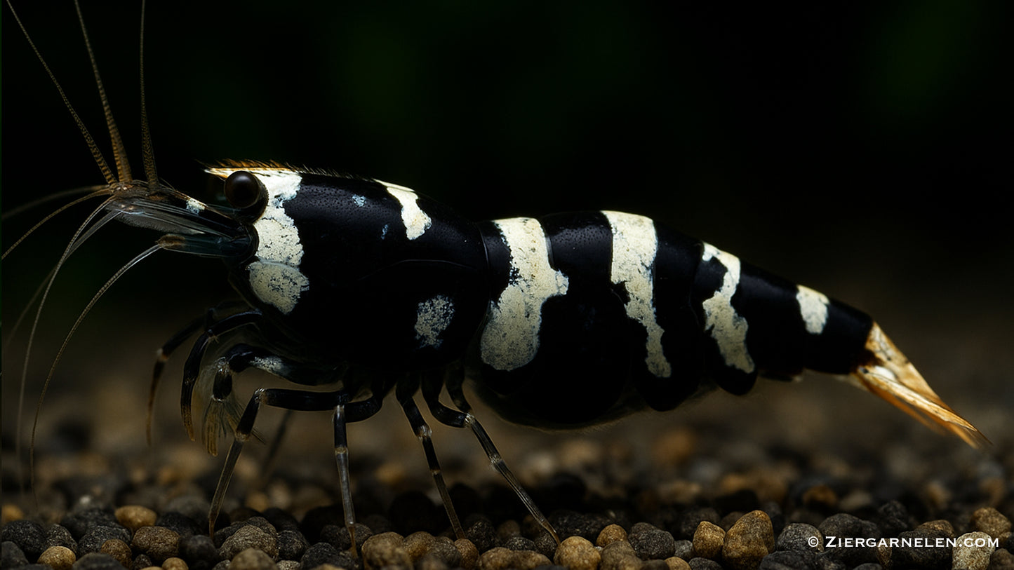Schwarze Pinto Garnele – Caridina sp.