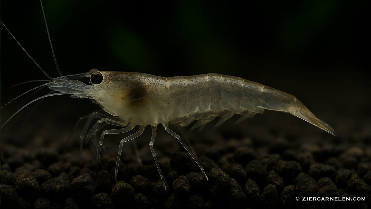 Sulawesi Algengarnele – Caridina pareparensis parvidentata