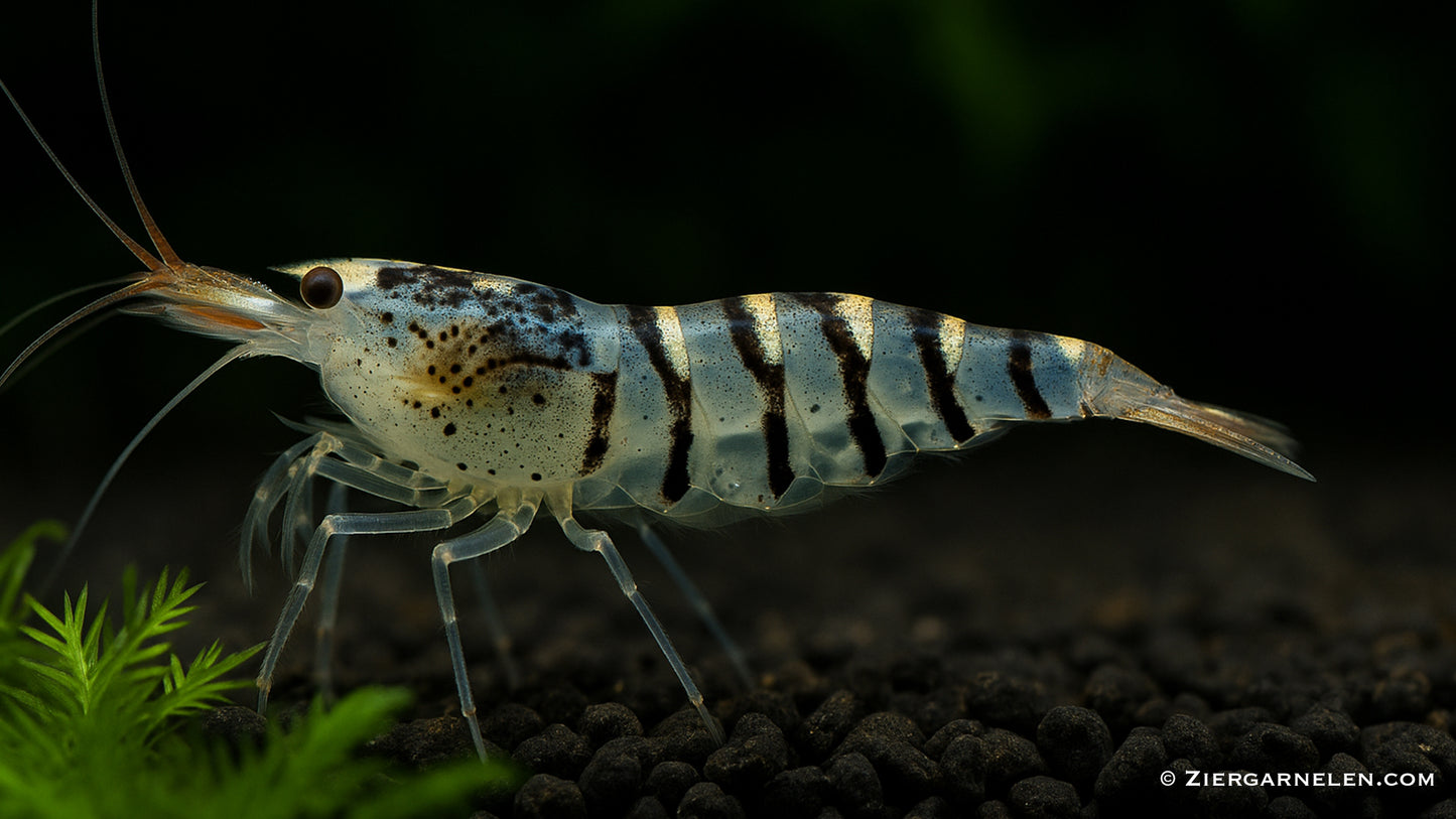 Tigergarnele – Caridina mariae