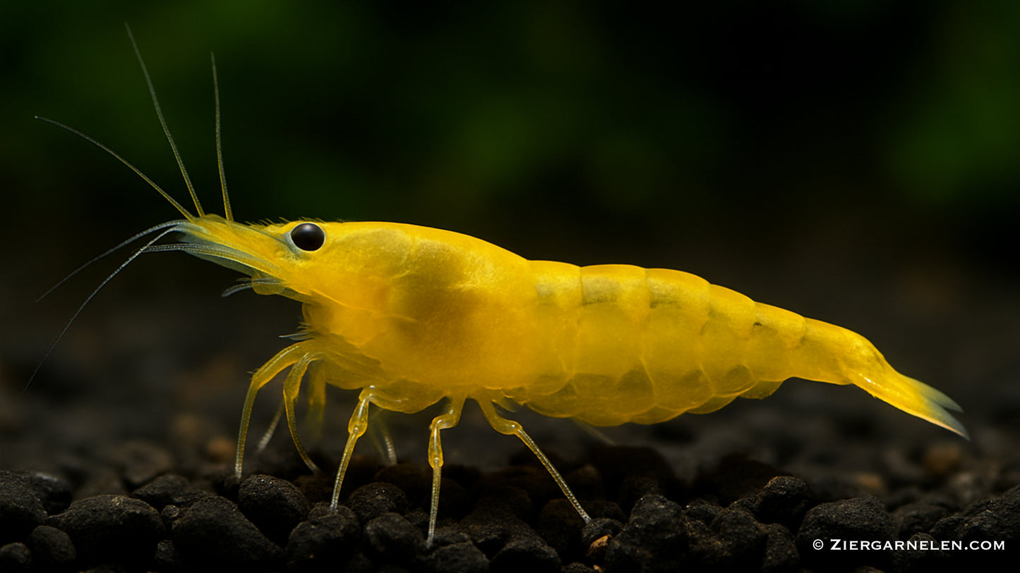 Yellow Fire Garnele - Neocaridina davidi