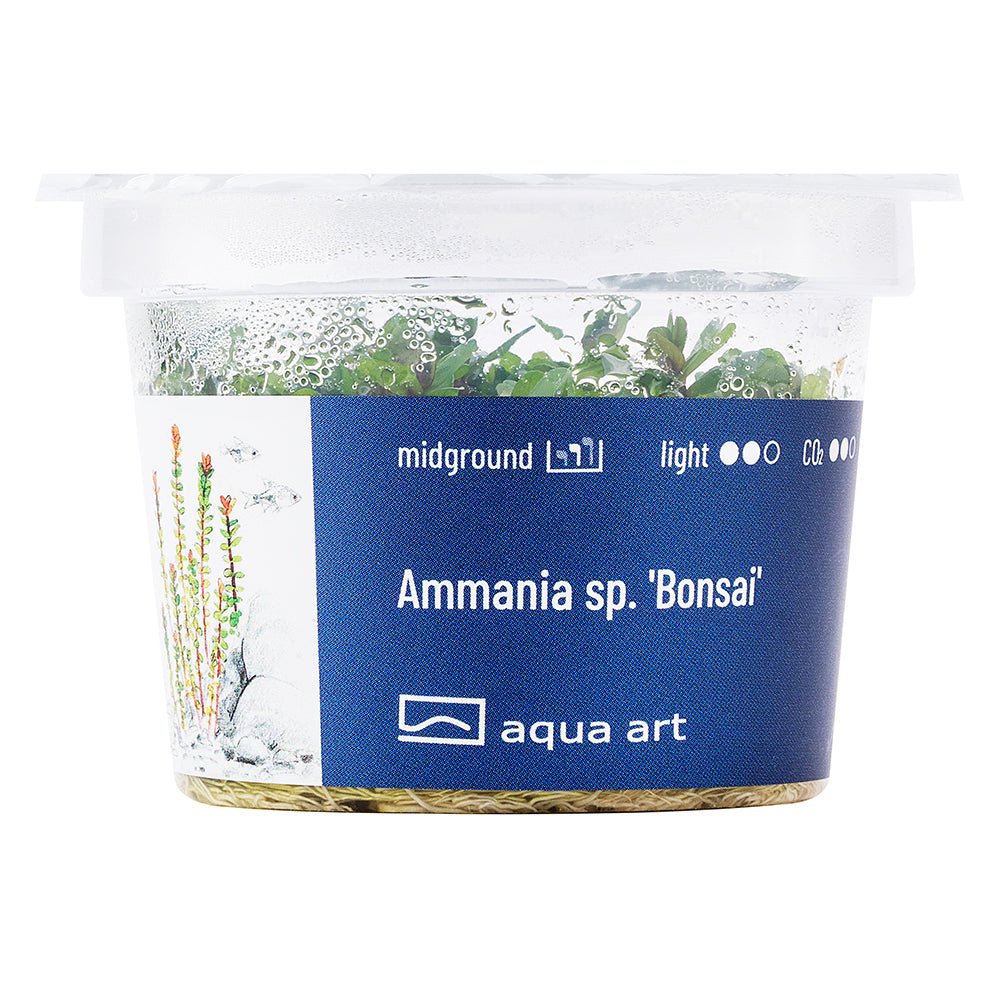 Ammania sp.'Bonsai' - GarnelenTv-Shop
Miniatur Ammania sp. 'Bonsai' im Aquarium