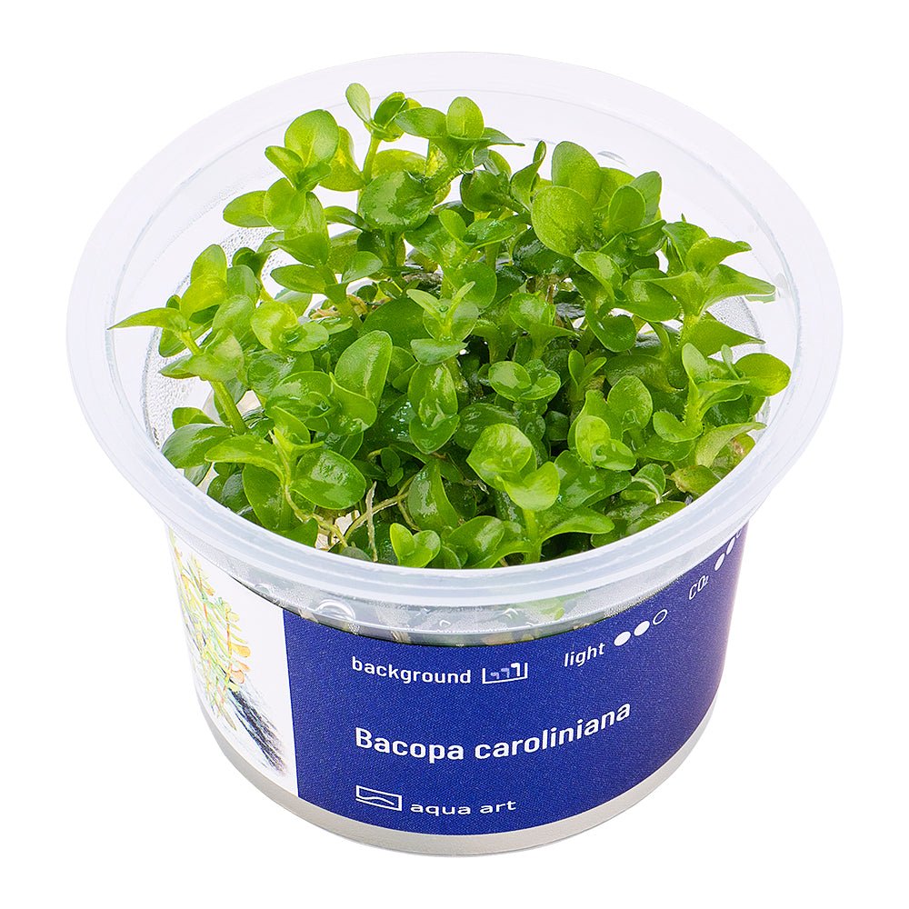 Bacopa caroliniana - InVitro - GarnelenTv-Shop
Bacopa caroliniana InVitro im Aquarium