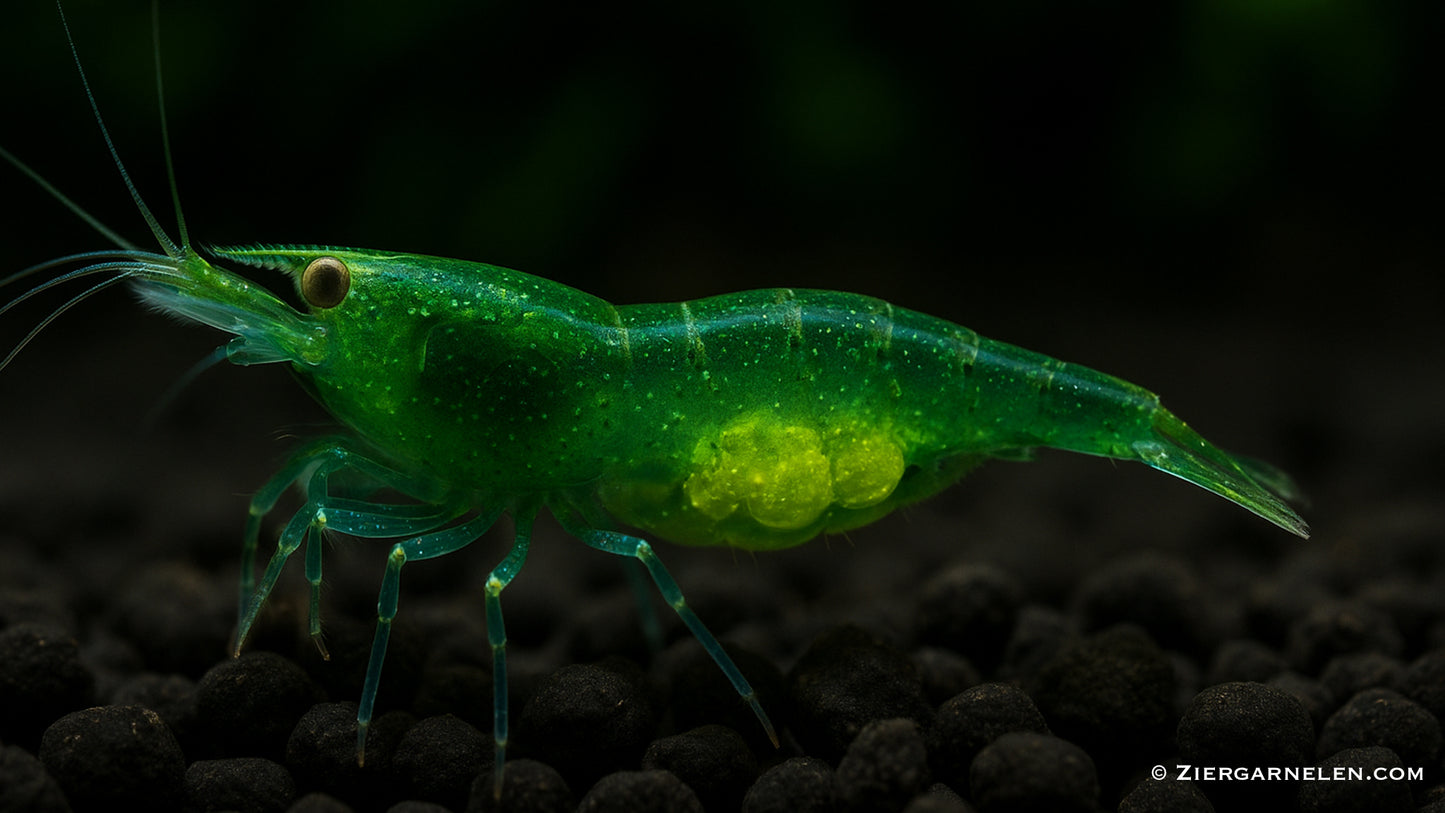 Giftgrüne Zwerggarnele – Caridina cf. babaulti "Green"