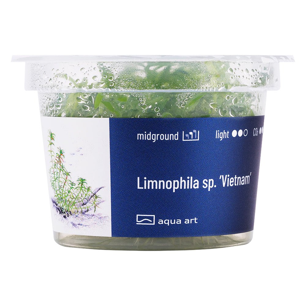 Limnophila sp. ’Vietnam’ - InVitro - GarnelenTv-Shop
Light Green Limnophila Vietnam – Rare InVitro Aquatic Plant