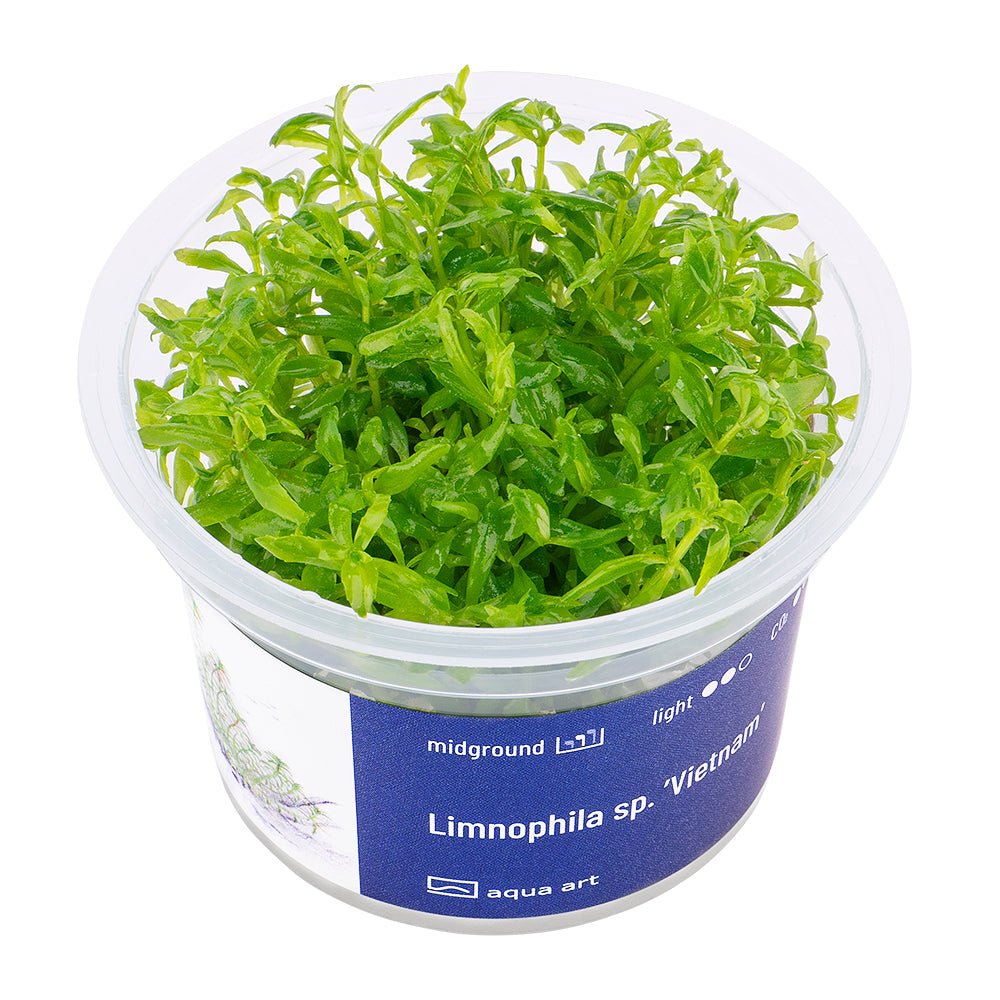 Limnophila sp. ’Vietnam’ - InVitro - GarnelenTv-Shop
Limnophila sp. 'Vietnam' – InVitro Midground Aquarium Plant