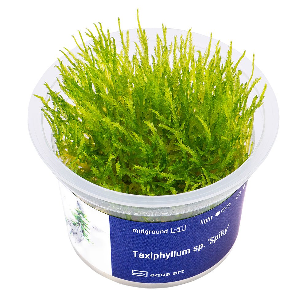 Taxiphyllum sp. 'Spiky' - InVitro - GarnelenTv-Shop
Taxiphyllum sp. 'Spiky' InVitro – Christmas Moss für Aquarium
