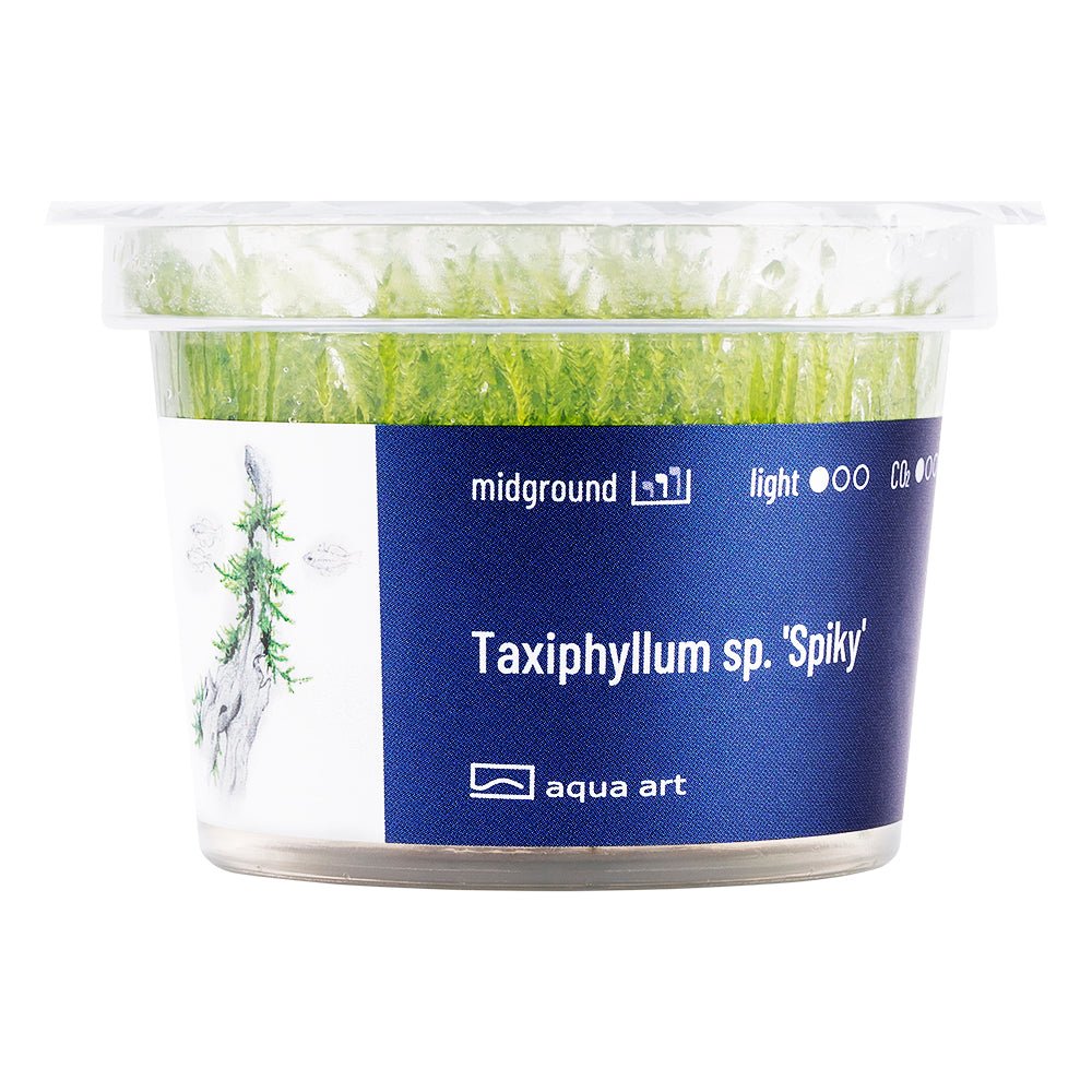 Taxiphyllum sp. 'Spiky' - InVitro - GarnelenTv-Shop
Christmas Moss – Dichte Moosbüschel für Aquarienbepflanzung