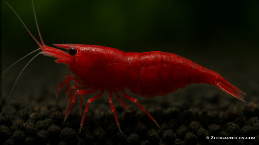 Bloody Mary Garnele - Neocaridina davidi