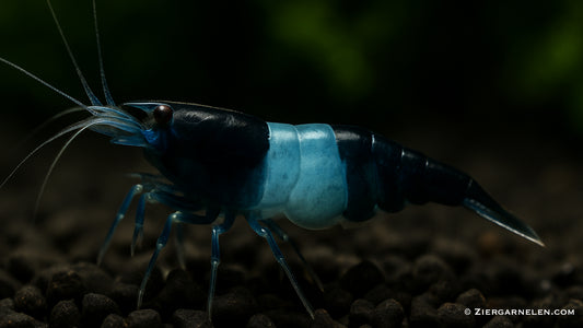 Blue/Black Rili Garnele – Neocaridina davidi "Blue Carbon Rili"