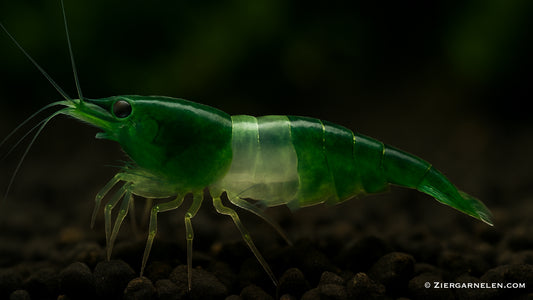 Green Rili Garnele – Neocaridina davidi