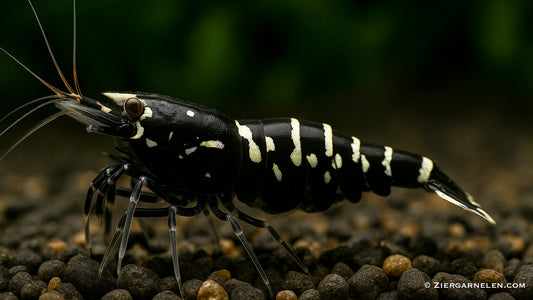 Schwarze Galaxy Fishbone Garnele – Caridina sp.