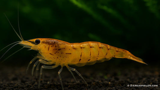 Golden Tiger / Tangerine Tiger / Orange Tiger Garnele – Caridina cantonensis