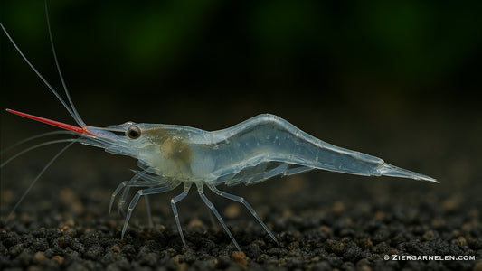 Rote Nashorngarnele – Caridina gracilirostris