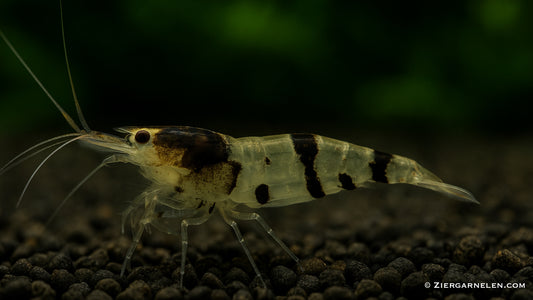 Raccoon Tigergarnele – Caridina sp.
