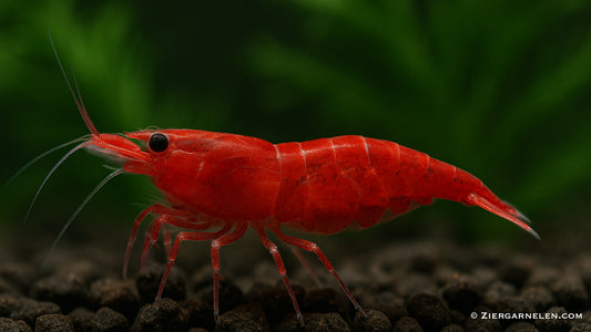 Red Cherry Garnele - Neocaridina davidi