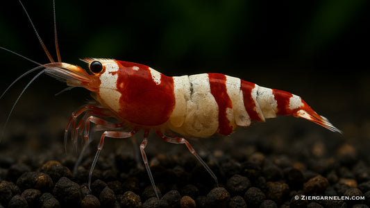 Red Fancy Tiger Garnele – Caridina sp.
