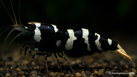 Schwarze Pinto Garnele – Caridina sp.