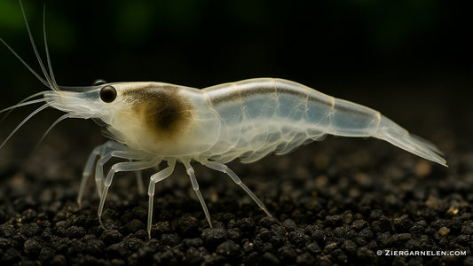 Snow Amanogarnele – Caridina multidentata var. "Snow"