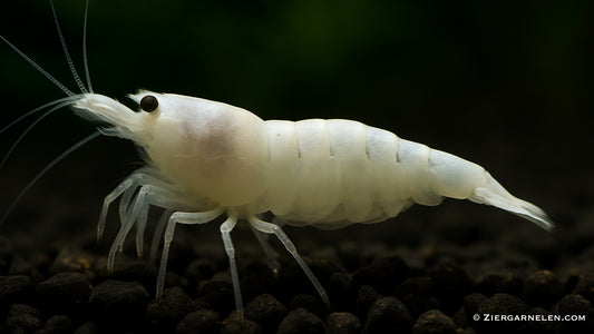 Snow White Bee Shrimp – Caridina logemanni