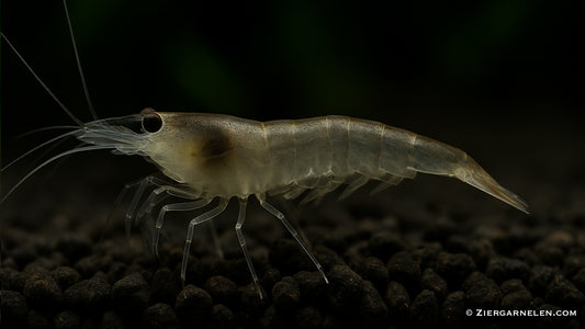 Sulawesi Algengarnele – Caridina pareparensis parvidentata