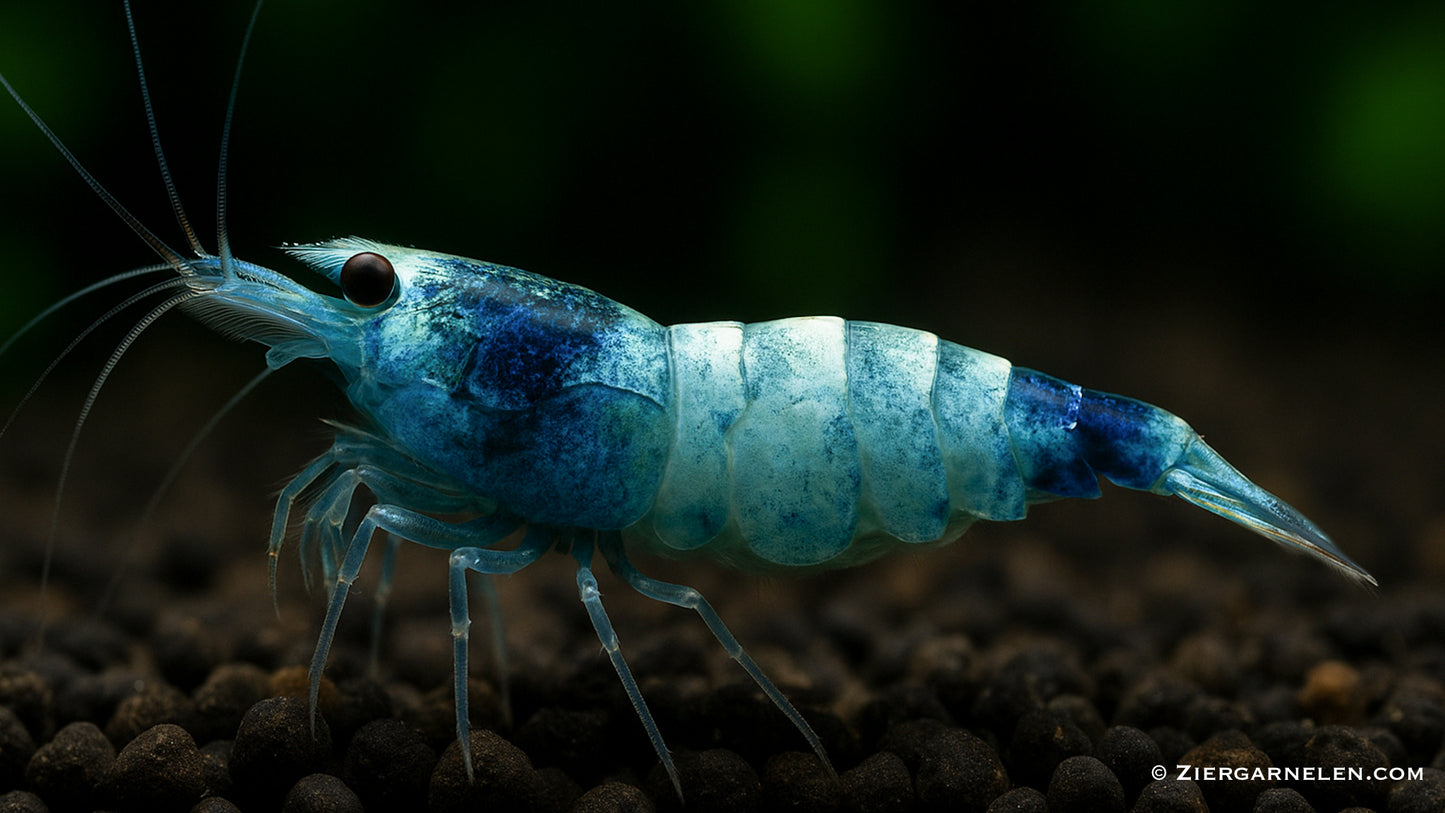 Taiwan Bee – Blue Bolt – Caridina sp.