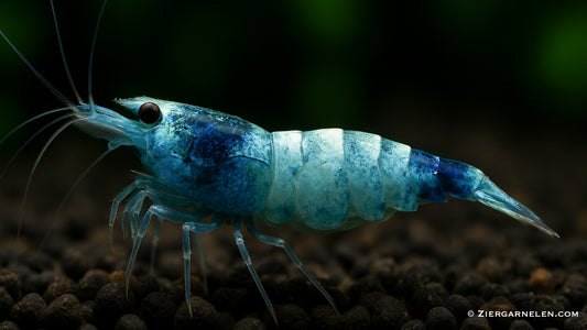 Taiwan Bee – Blue Bolt – Caridina sp.