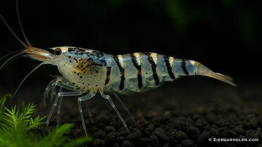 Tigergarnele – Caridina mariae