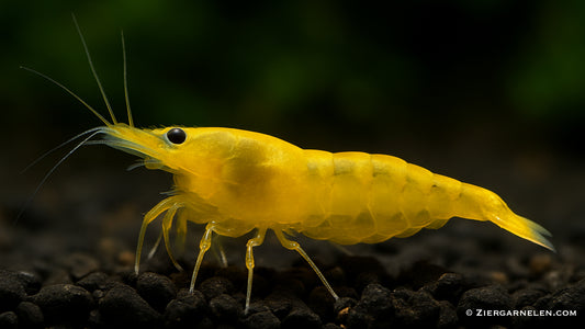 Yellow Fire Garnele - Neocaridina davidi