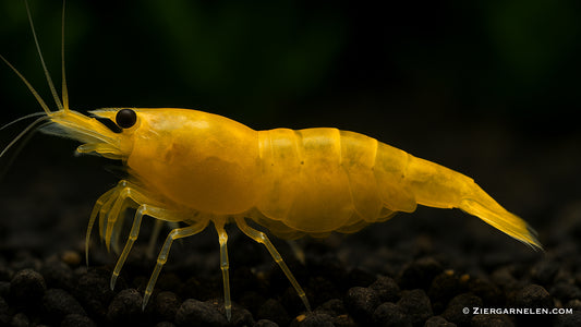 Yellow King Kong Garnele – Caridina sp.