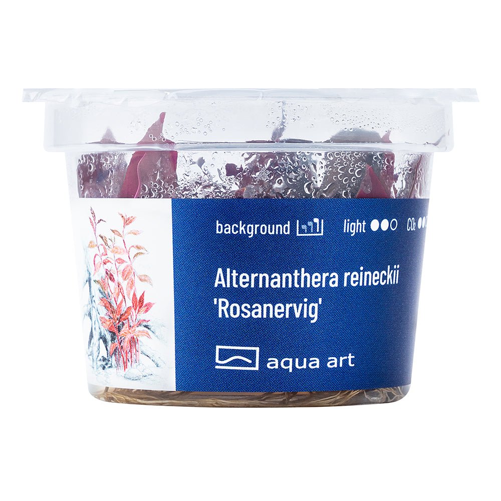 Alternanthera reineckii 'Rosanervig' - GarnelenTv-Shop
Rote Aquarienpflanze Alternanthera reineckii 'Rosanervig' im Becken