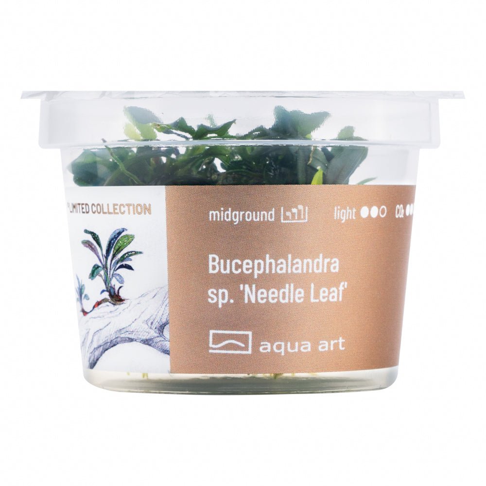 Bucephalandra sp. ’Needle Leaf’ - InVitro - GarnelenTv-Shop

Bucephalandra sp. 'Needle Leaf' auf Wurzeln im Aquarium

