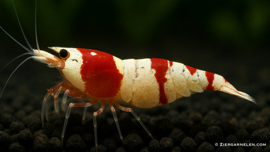 Red Bee Garnele – Caridina logemanni "Red Bee" K4–K6