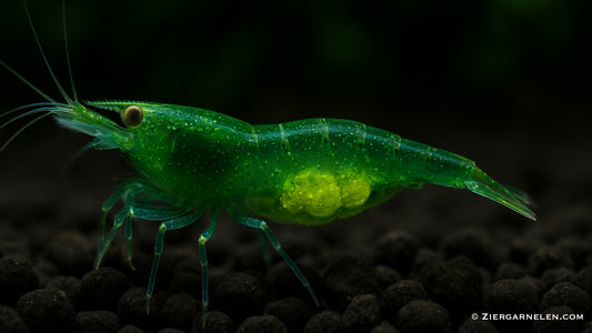 Giftgrüne Zwerggarnele – Caridina cf. babaulti "Green"