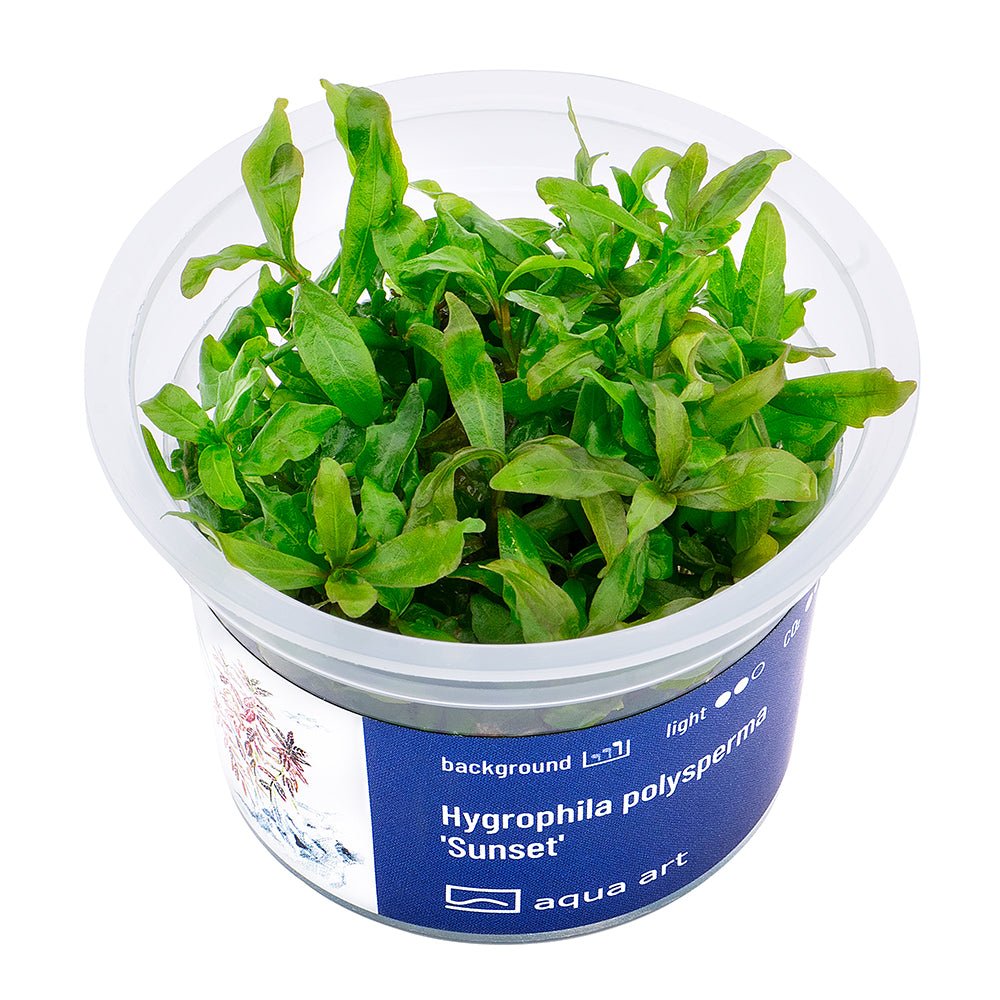 Hygrophila polysperma 'Sunset' - InVitro - GarnelenTv-Shop

Hygrophila polysperma 'Sunset' InVitro mit farbigen Blattspitzen

